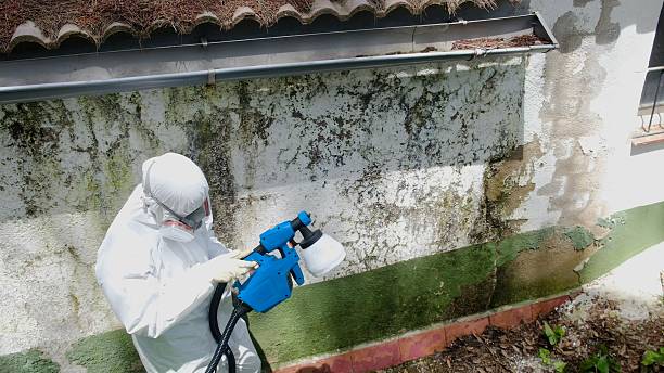 Top rated local Mold Removal specialists in Waverly, TN